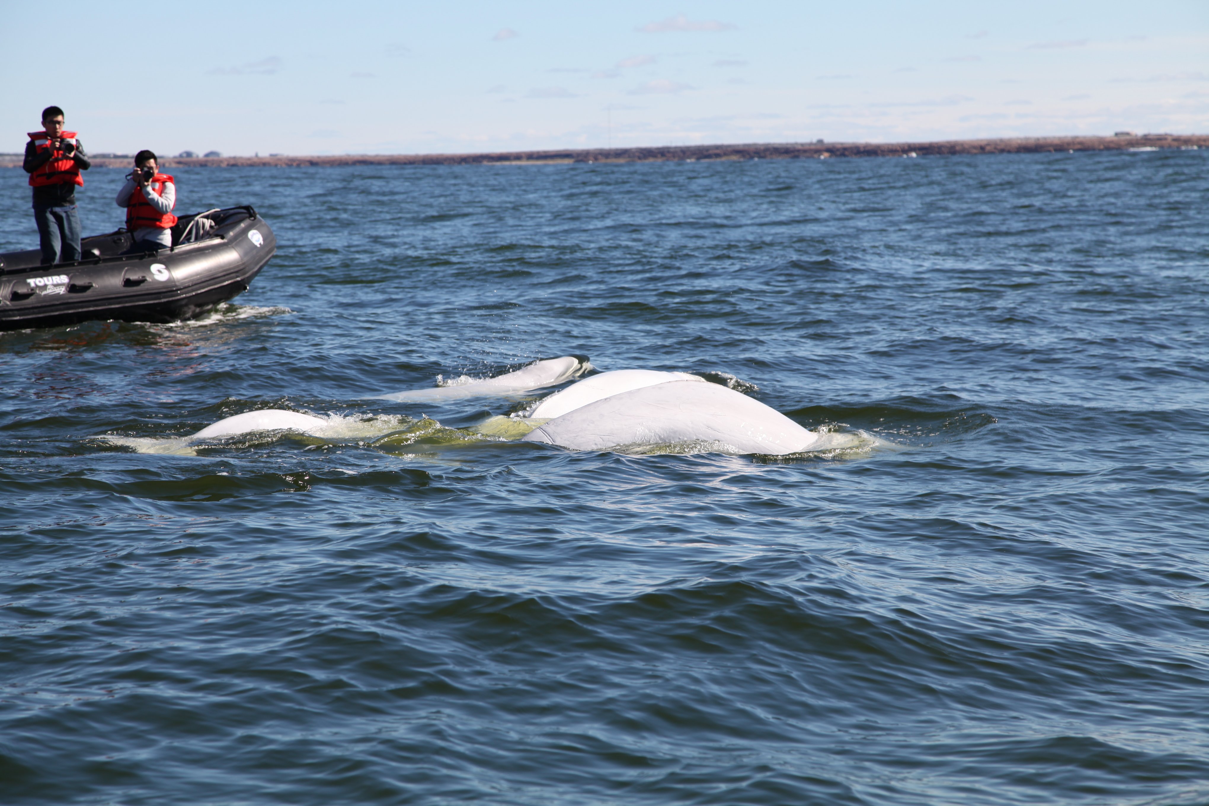 Beluga whales in the Churchill River
