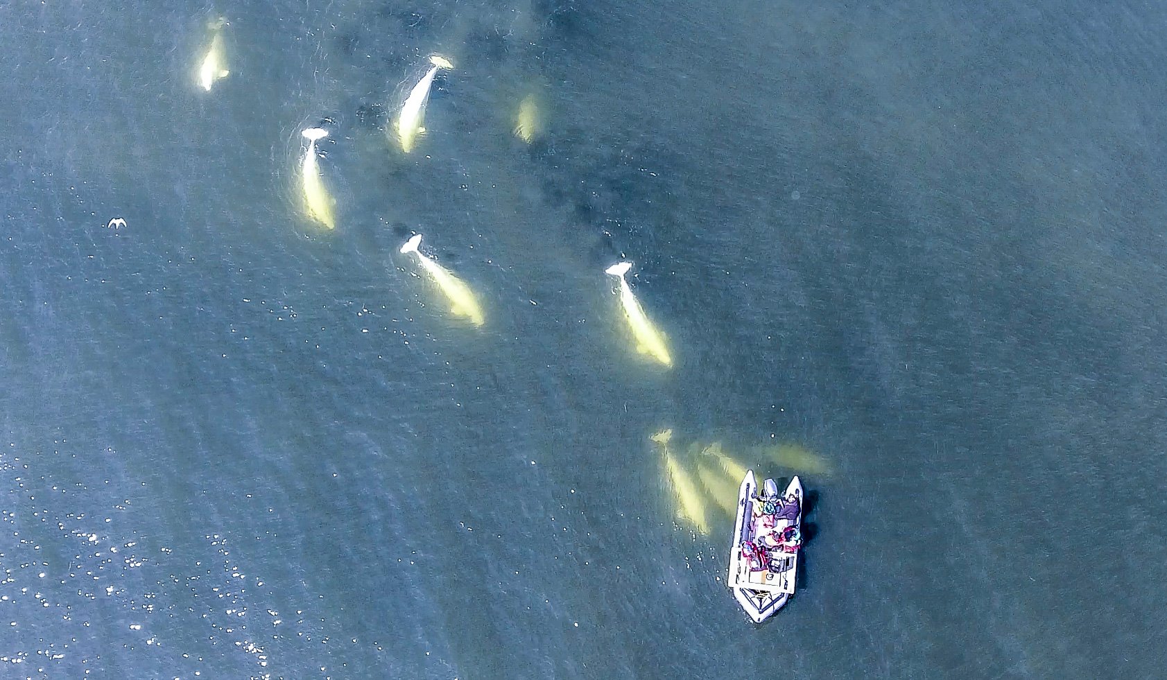 A beluga whale research boat in the Churchill River estuary.
