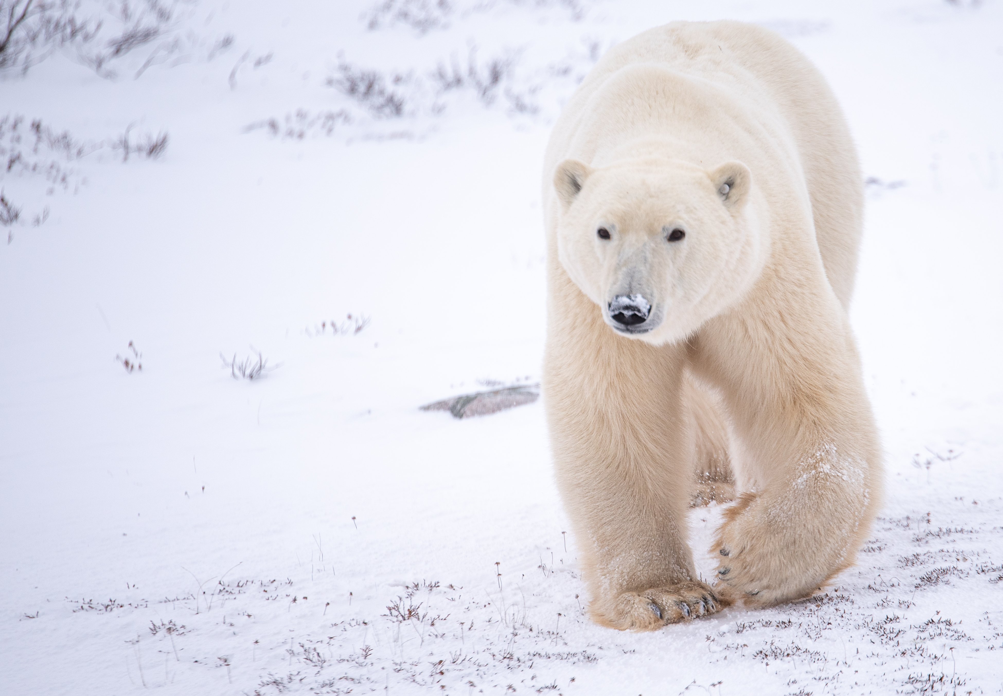 A polar bear in the Churchill Wildlife Management Area