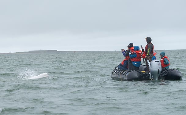 20210815-SummerAssetTrip-AbbyMatheson418 Beluga Whale Churchill