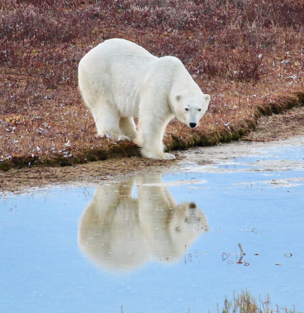 2696678-vann-dueck-polar-bear