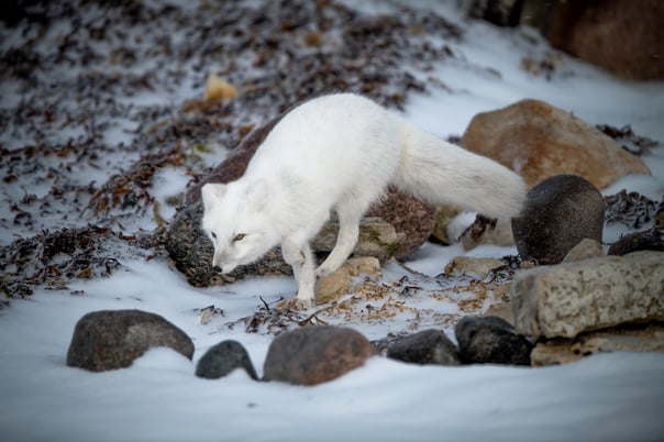 2815022-andrew-stiles-arctic-fox-on-the-hunt