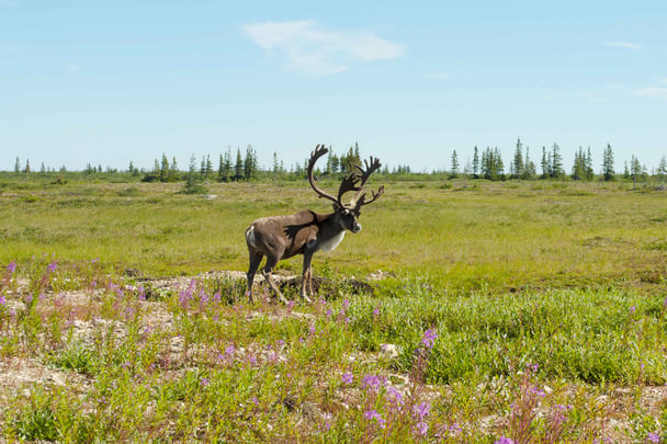 38541731-0-FNA-summer-caribou