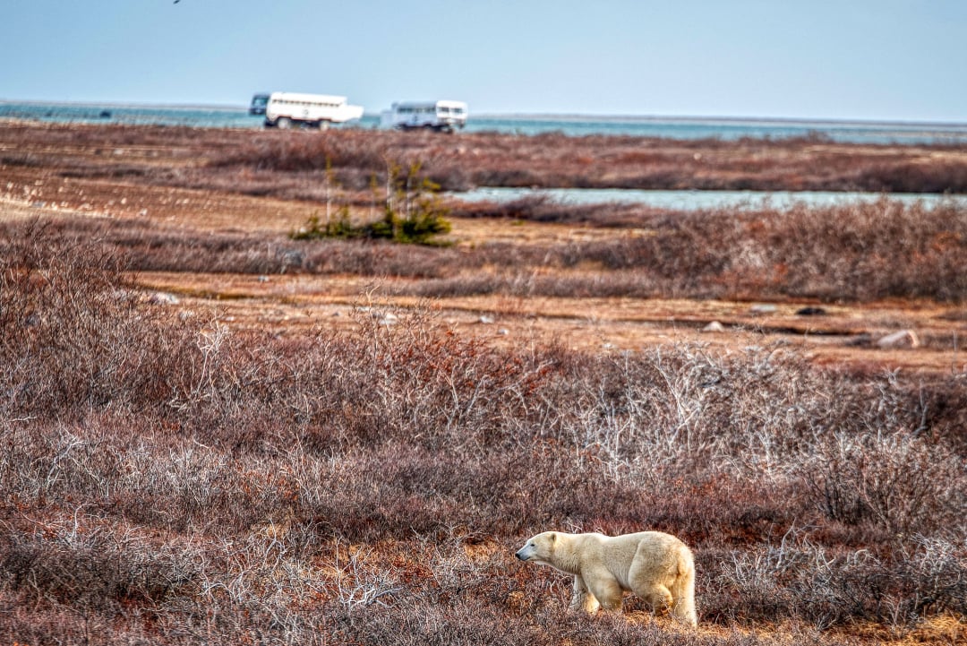 A polar bear and Tundra Buggies in the Churchill Wildlife Management Area