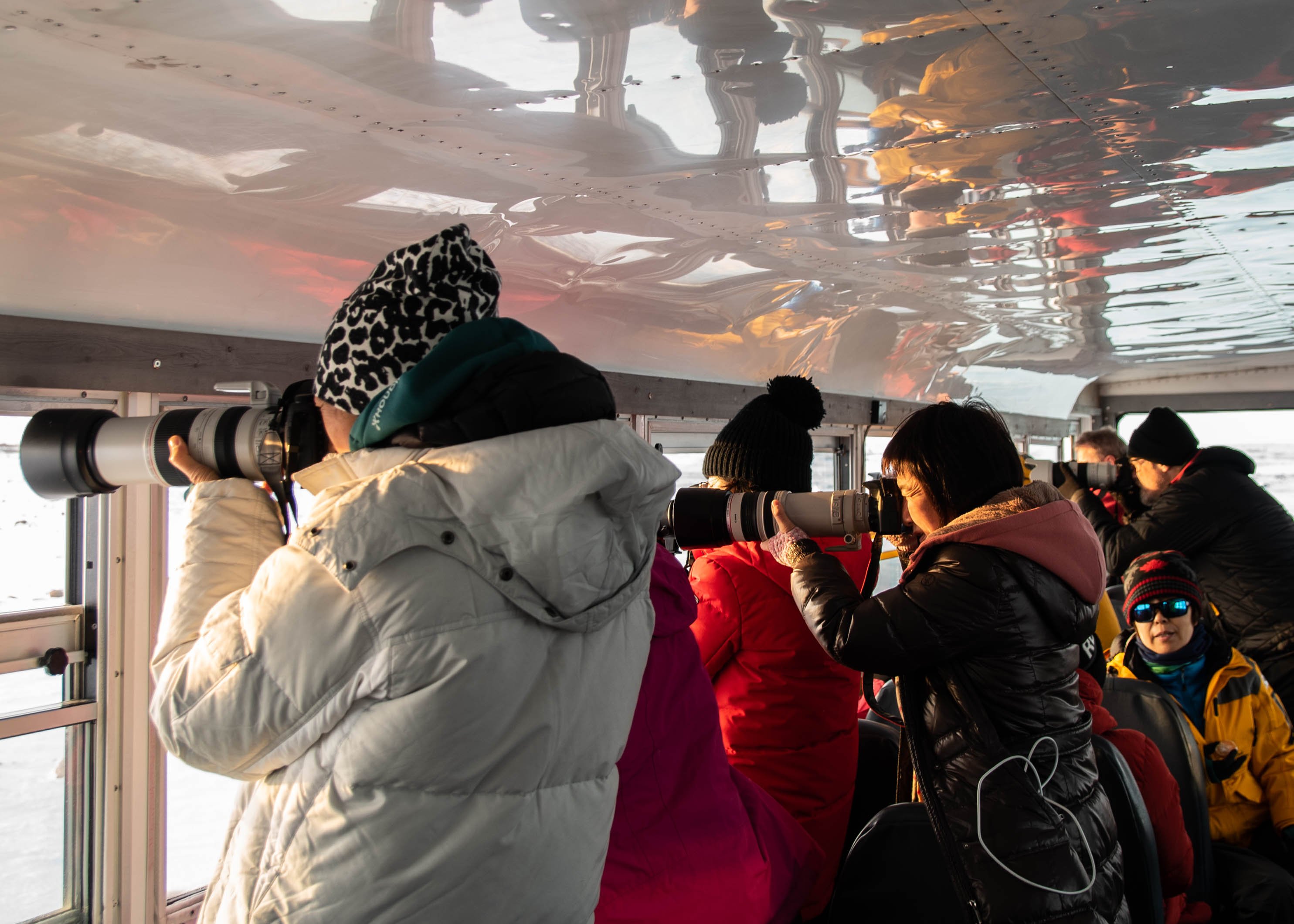 Guests lining up to take photos of polar bears.