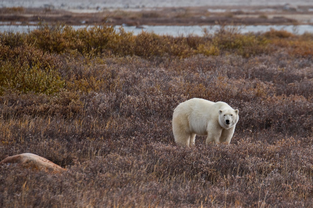 A polar bear in early autumn in Churchill, Canada