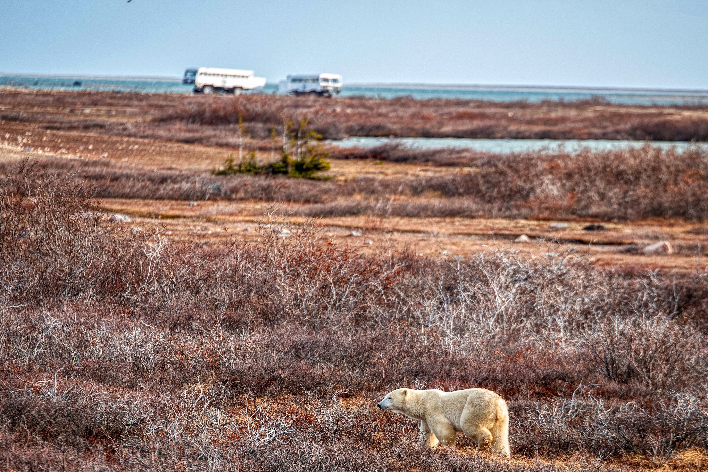 A polar bear in the Churchill Wildlife Management Area