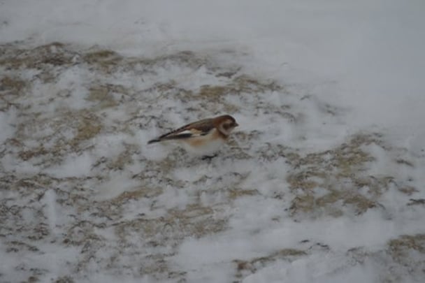 Alex Muller Snow Bunting_