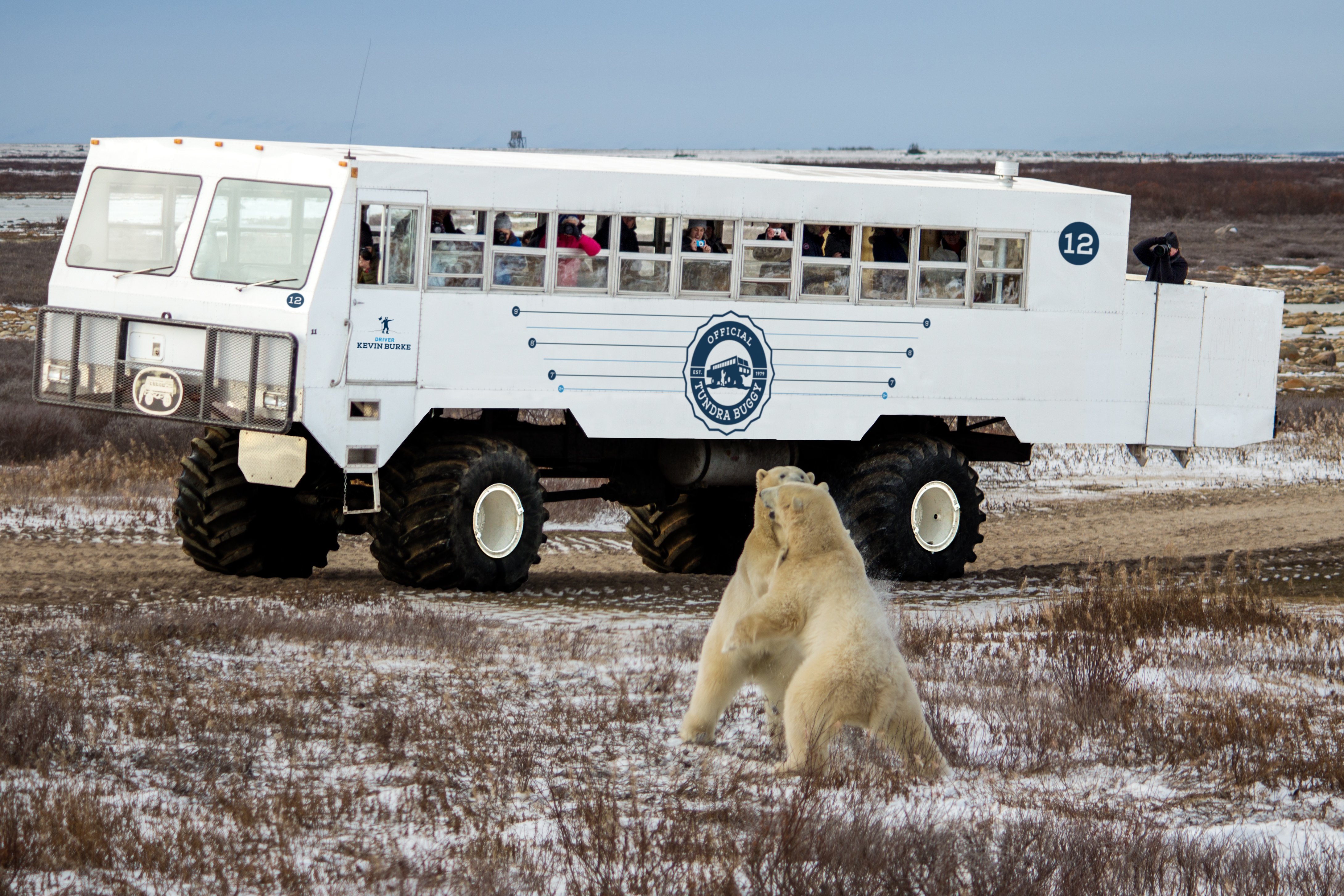 Two polar bears spar in front of a Tundra Buggy in Churchill, Canada