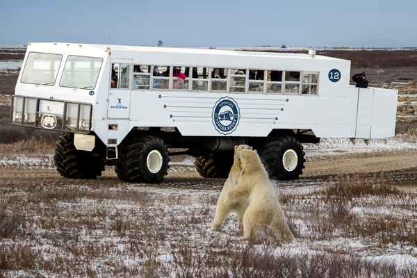Two polar bears sparring in front of a Tundra Buggy in Churchill, Canada