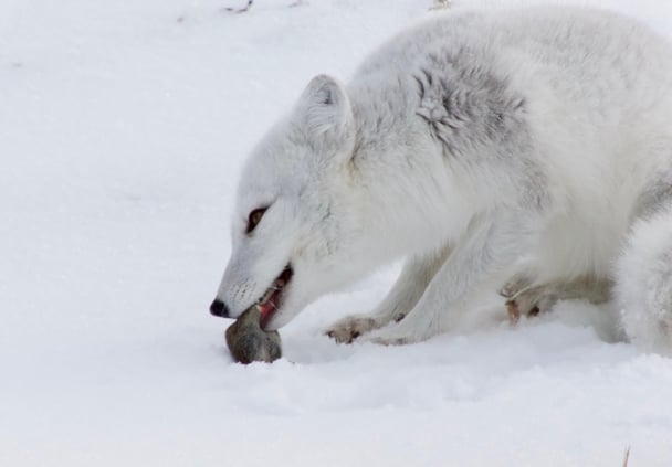 Arctic Fox in Churchill, Manitoba Canada