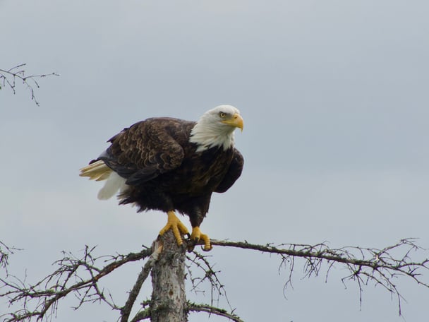 Bald eagle Jim_Baldwin_2019_70171359_10157348371995449_6966912406991667200_o