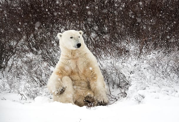 Polar bear rolling in the snow in Churchill, Manitoba, Canada