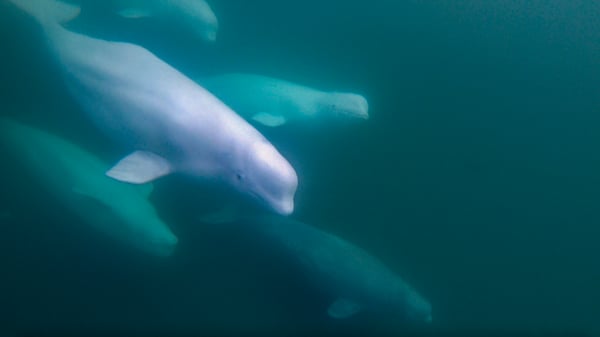 Beluga Whales in the Churchill River