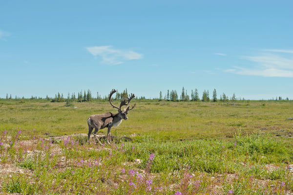 A caribou in the Churchill Wildlife Management Area