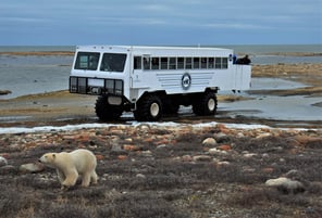A polar bear walking in front of a Tundra Buggy in Churchill, Canada