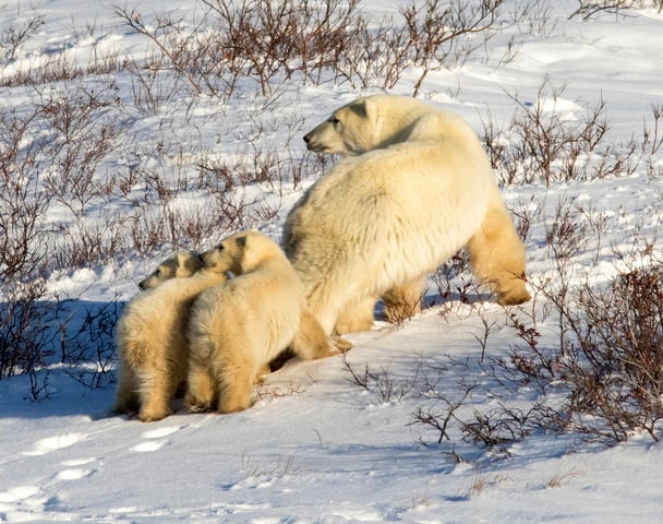 Carrie Thurman 56a023aae2d0d-PolarBearMama