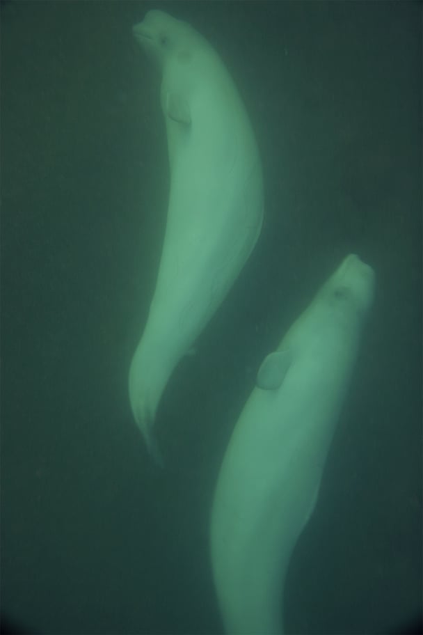 Underwater Beluga Whales in Churchill, Canada