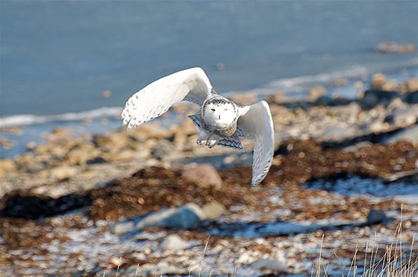 Churchill Canada Snowy owl in flight