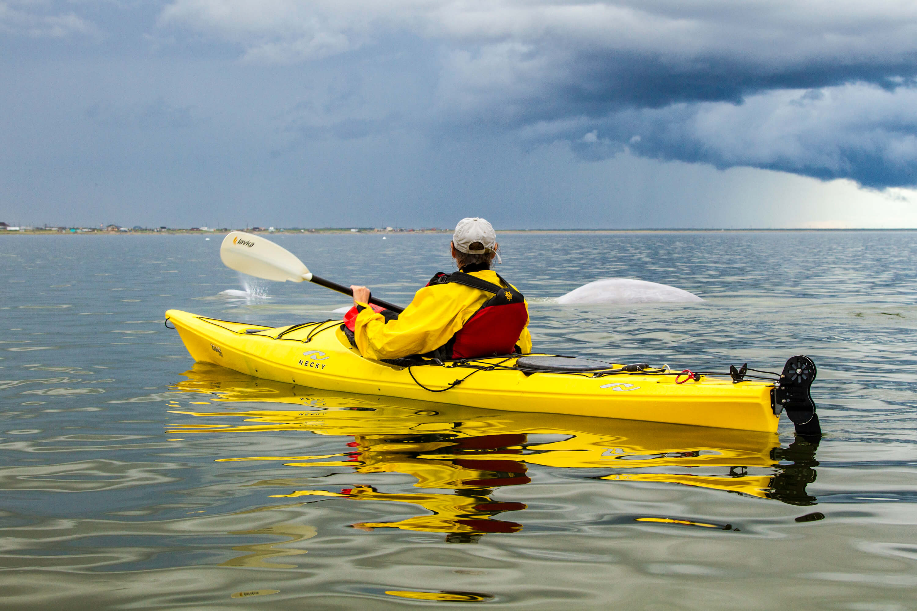 A person kayaking next to a beluga whale in the Churchill River