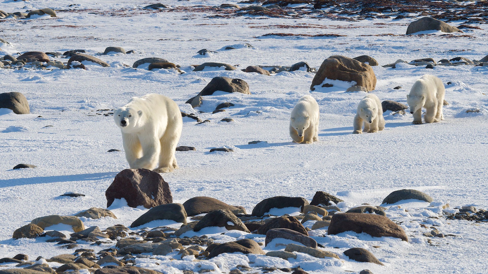 A mom and three cubs in the Churchill Wildlife Management Area