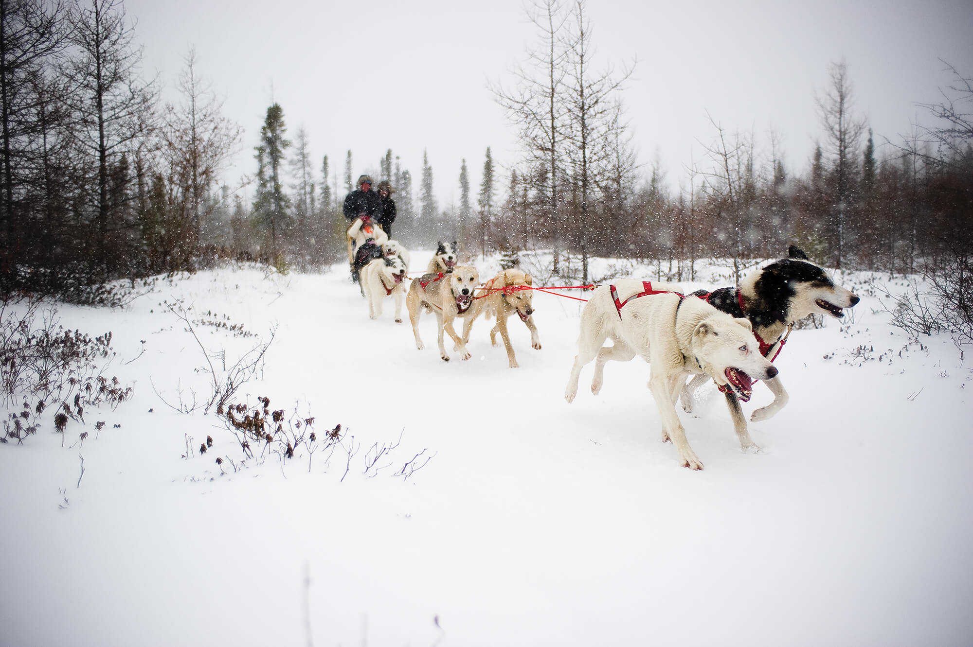 Dog sledding in Churchill, Canada