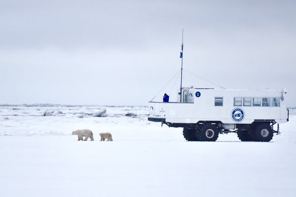 Buggy One studying polar bears in Churchill, Manitoba, Canada