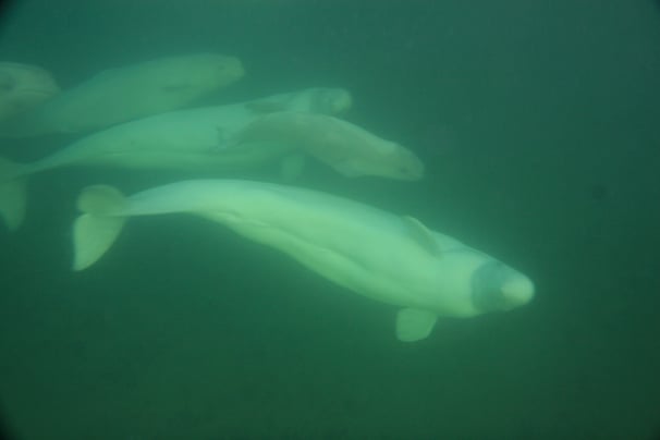 Beluga Adventures