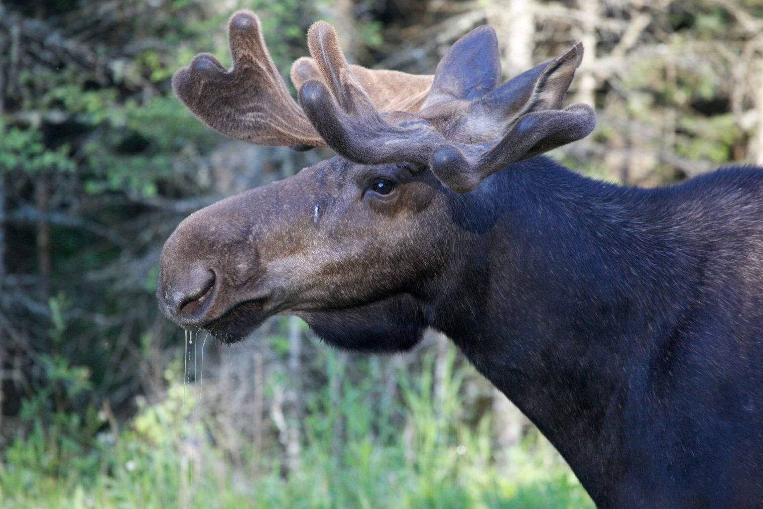 Wildlife of Churchill: Autumn