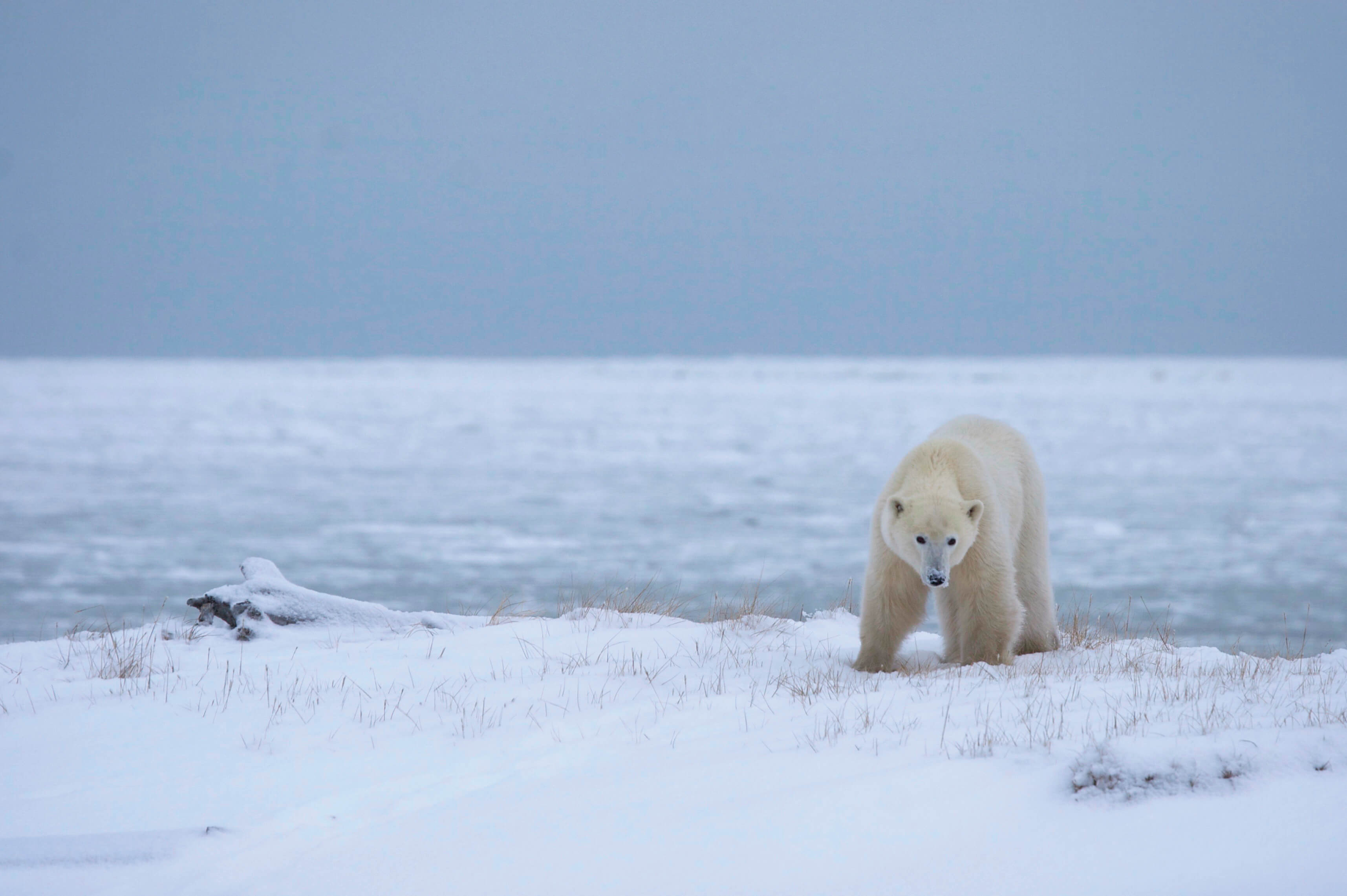 A polar bear standing on the edge of Hudson Bay in Churchill, Canada