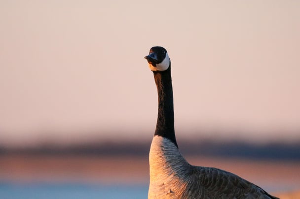 Goose in Churchill Alex Cupeiro