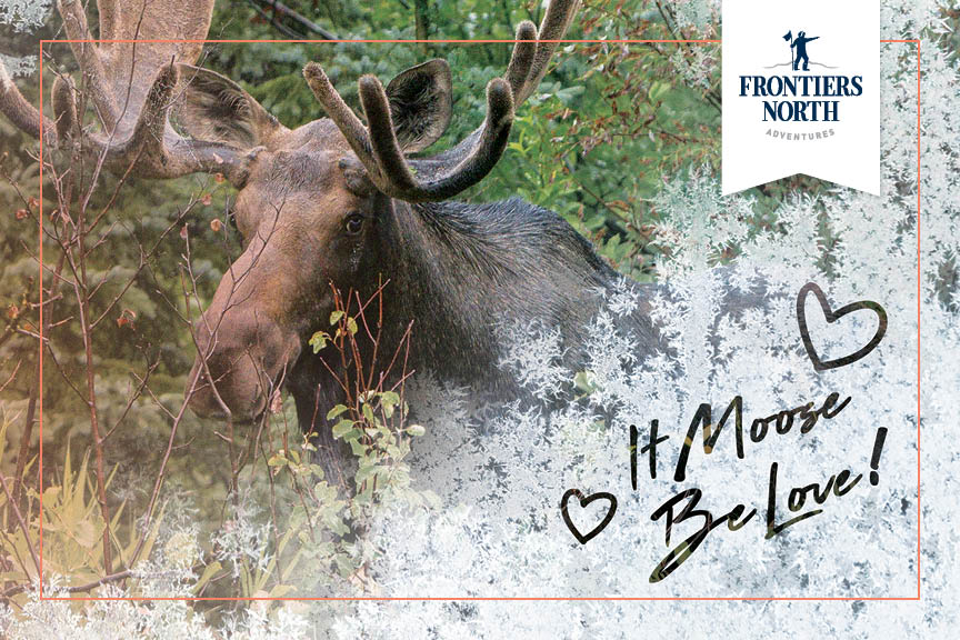 A moose in Riding Mountain National Park, Manitoba 