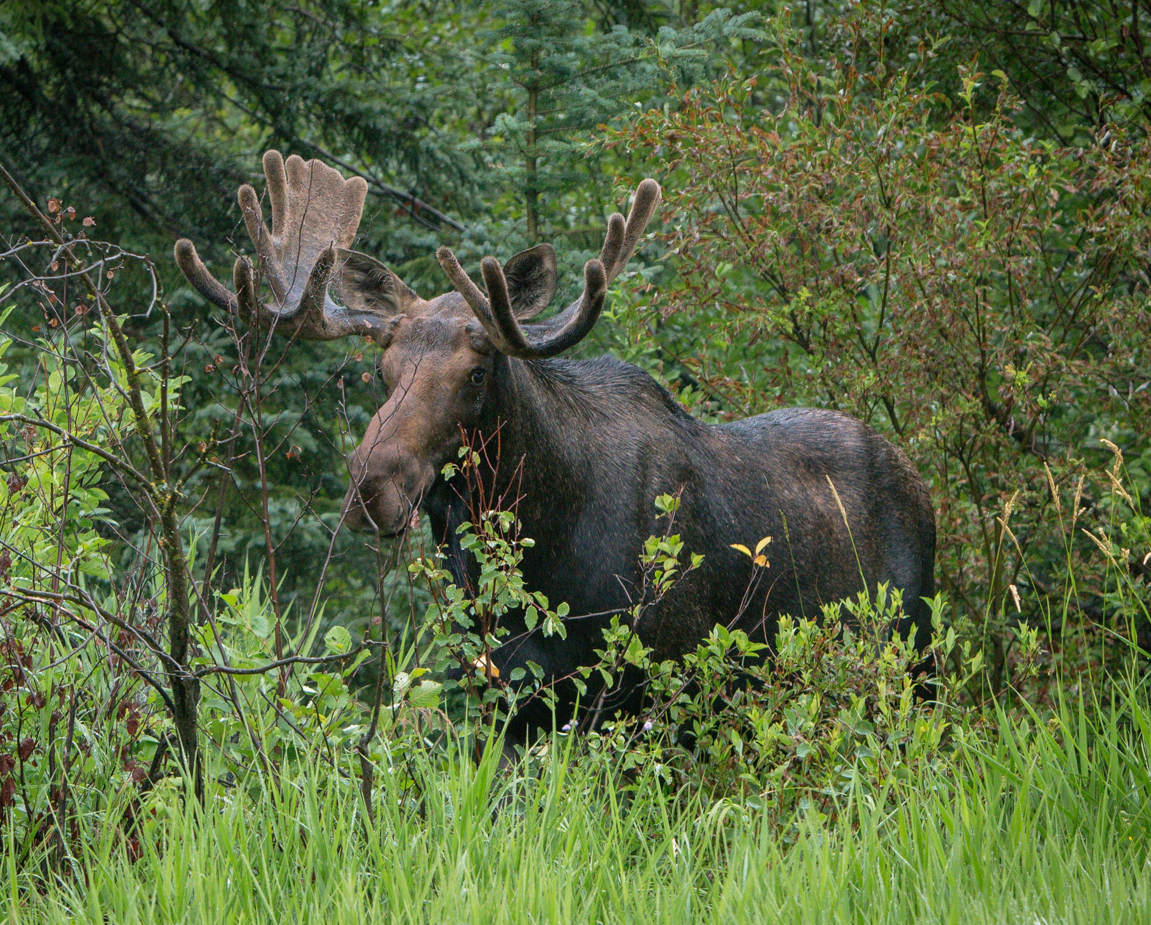 Moose in the bushes in Riding Mountain National Park