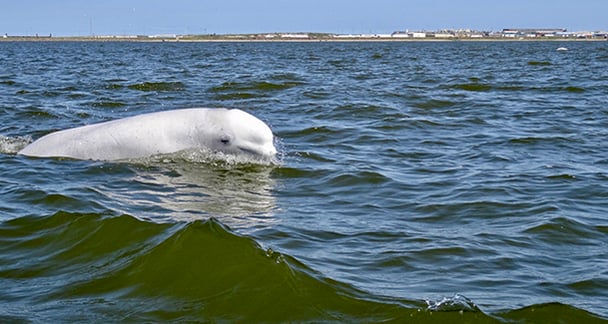 Heidi den Haan - beluga porpoising - Beluga Whale Churchill