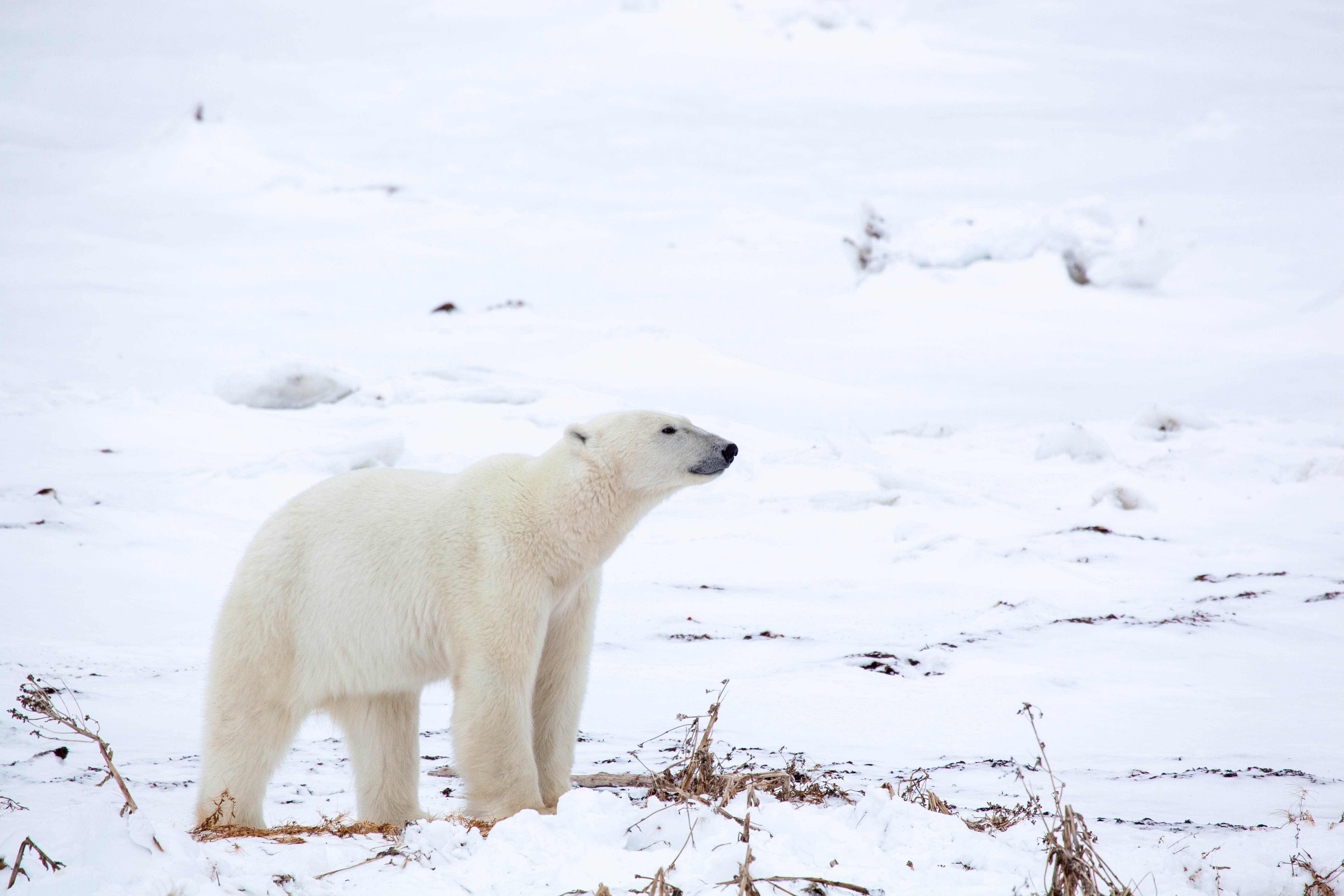 A polar bear in Churchill standing in the snow