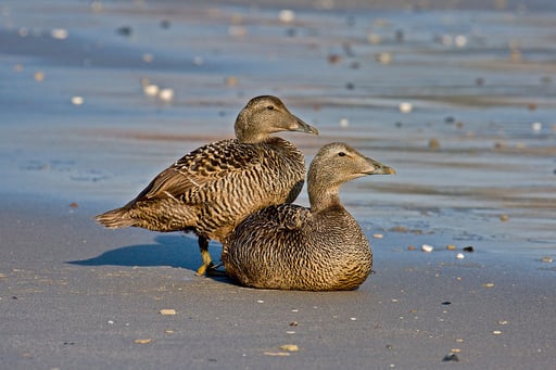 Two eider ducks sitting around watching.