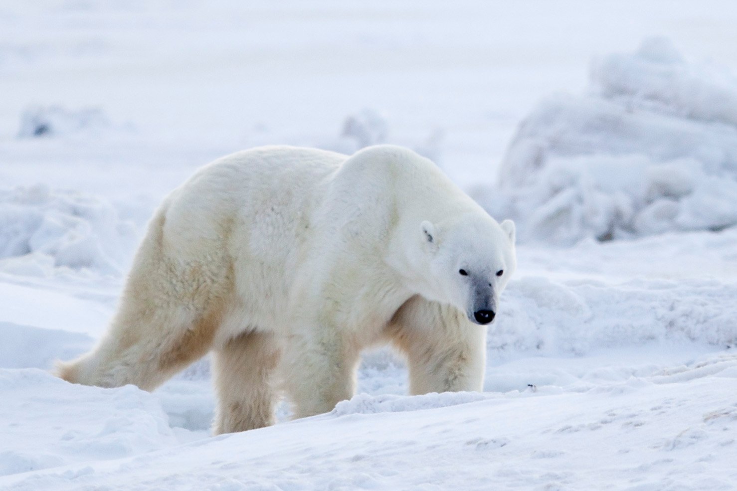Polar Bear walks through the snow in Wapusk National Park
