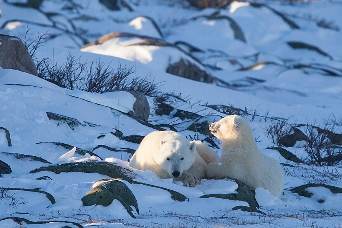Mom and cub in the sun in Wapusk National Park