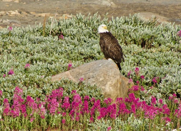 Bald Eagle sitting on top of a rock in pink flowers.