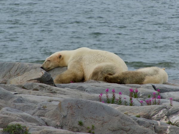 polar bear Churchill Manitoba Canada summer Tundra Buggy