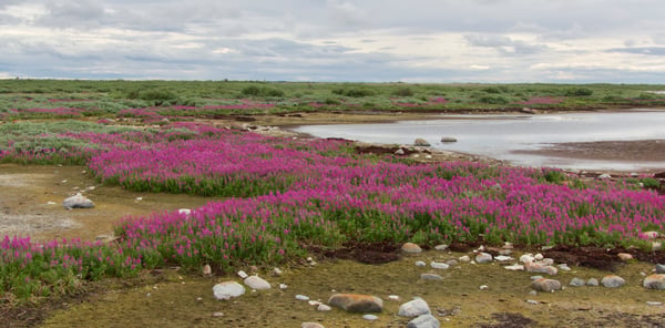 colourful tundra bloom flower Churchill Manitoba