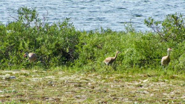 sandhill crane in Churchill Manitoba Canada