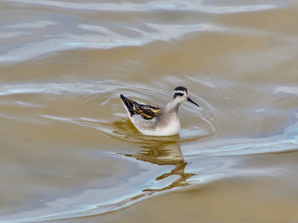 red necked phalarope