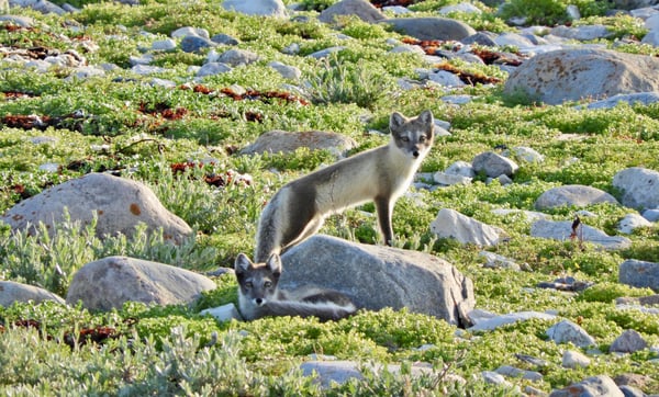 arctic fox in summer