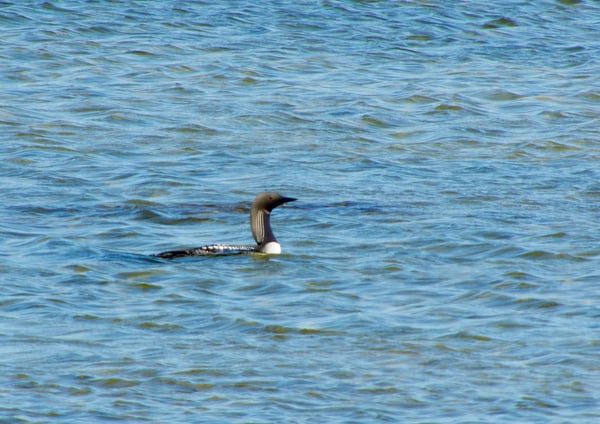 pacific loon in Churchill Manitoba