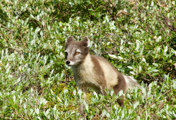 arctic fox in summer