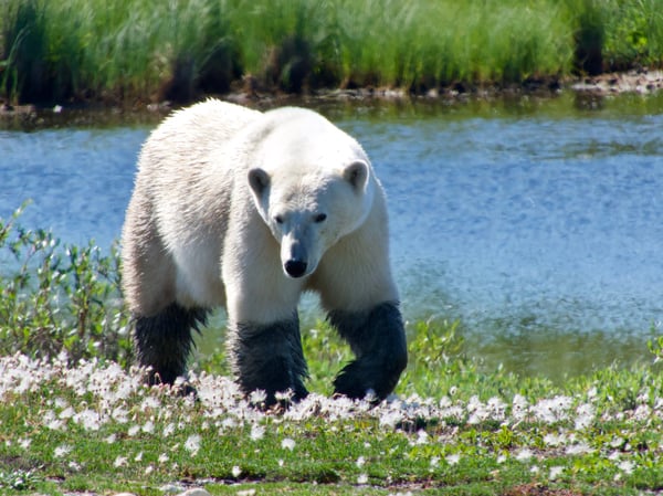 summer polar bear Churchill Wildlife Management Area