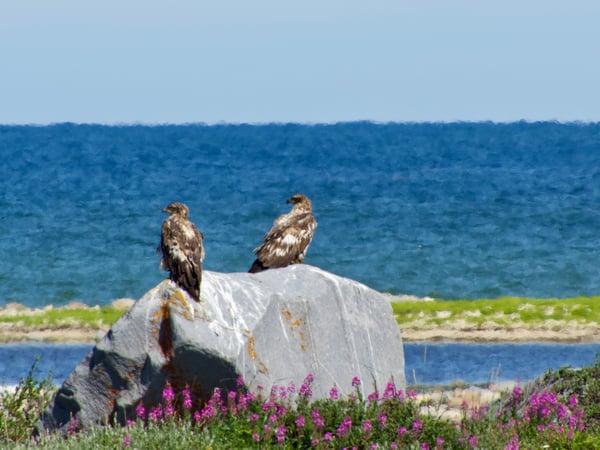 two eagles in Churchill