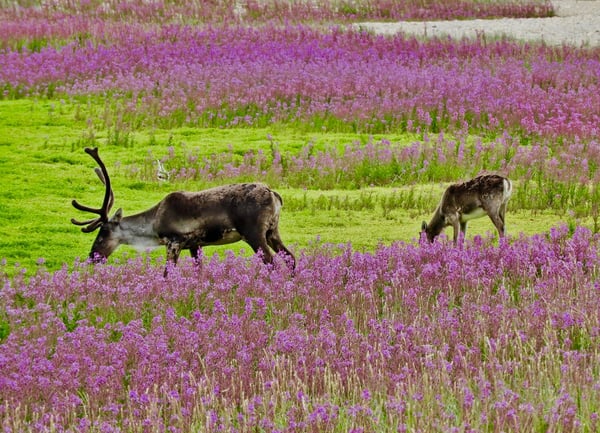 caribou on Tundra Buggy tour