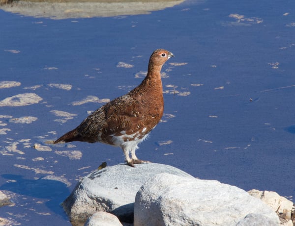 ptarmigan summer